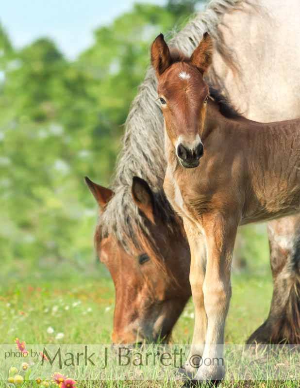 Ardennes foal with mare